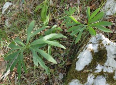 Helleborus multifidus istriacus