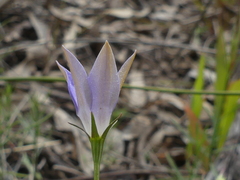 Wahlenbergia luteola