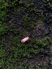 Physopelta gutta gutta