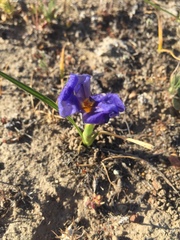 Calydorea xiphioides