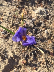 Calydorea xiphioides