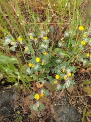 Acmispon wrangelianus