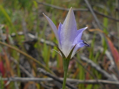 Wahlenbergia luteola