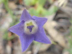 Wahlenbergia luteola