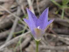Wahlenbergia luteola