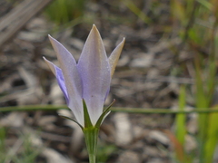 Wahlenbergia luteola
