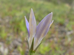 Wahlenbergia luteola