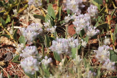 Ptilotus axillaris