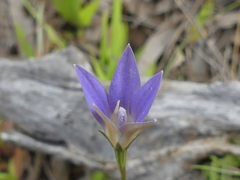 Wahlenbergia luteola