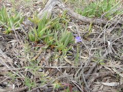 Wahlenbergia luteola