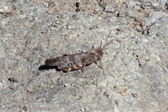 Trimerotropis cyaneipennis
