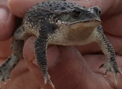 Rhinella dorbignyi