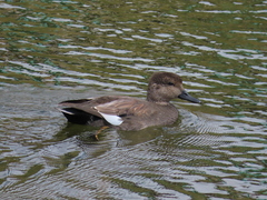 Mareca strepera