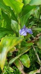 Coleotrype natalensis