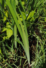 Iris prismatica