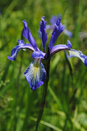 Image of Iris prismatica by (c) Zihao Wang, some rights reserved (CC BY)