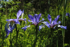 Iris prismatica