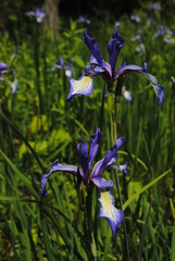 Iris prismatica