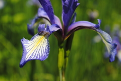 Iris prismatica