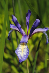 Iris prismatica