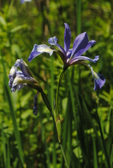 Iris prismatica