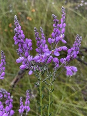 Comesperma ericinum
