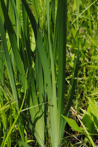 Image of Iris prismatica by (c) Zihao Wang, some rights reserved (CC BY)
