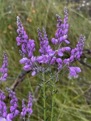 Comesperma ericinum