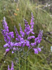 Comesperma ericinum