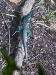 Cnemidophorus arubensis