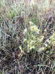 Drosera hookeri