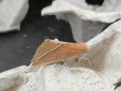 Compsoptera opacaria