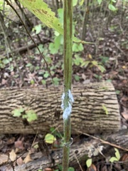 Neoprociphilus aceris