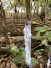 Neoprociphilus aceris