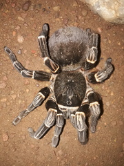 Acanthoscurria juruenicola