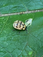 Platyphora fraterna