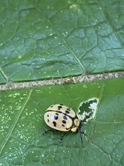 Platyphora fraterna