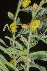 Chamaecrista nictitans pilosa