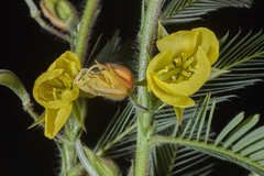 Chamaecrista nictitans pilosa
