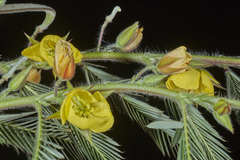 Chamaecrista nictitans pilosa