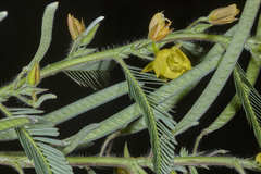 Chamaecrista nictitans pilosa