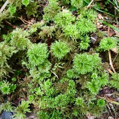 Mniodendron comatum