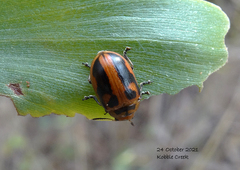Calomela crassicornis