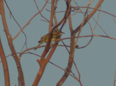 Ptilotula penicillata