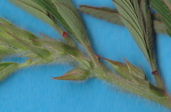 Chamaecrista nictitans pilosa