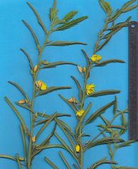 Chamaecrista nictitans pilosa