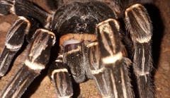 Acanthoscurria juruenicola