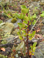 Maytenus magellanica