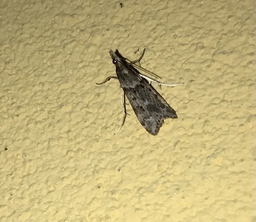 Narrow-winged Grey, Ferrara, Emilia-Romagna, IT, photo 10 of 10