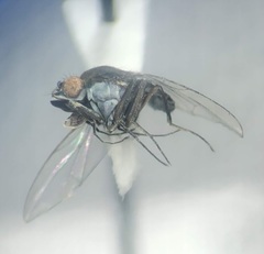 Brachydeutera argentata